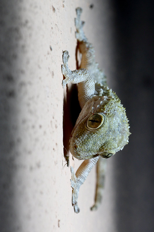 Il Geco e il lampione (Tarentola mauritanica)